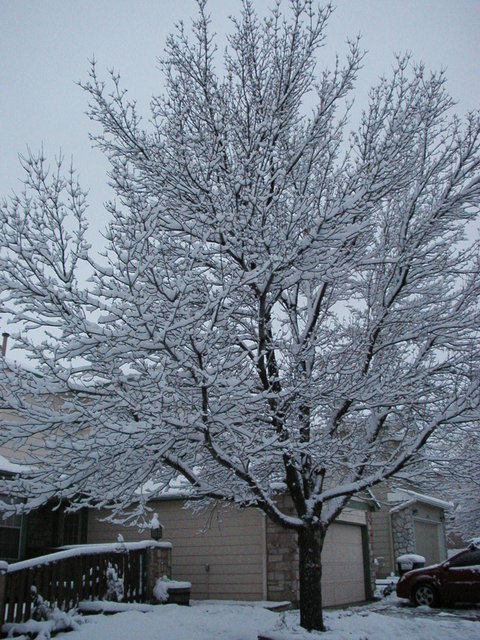 first_snow_2006 003.jpg