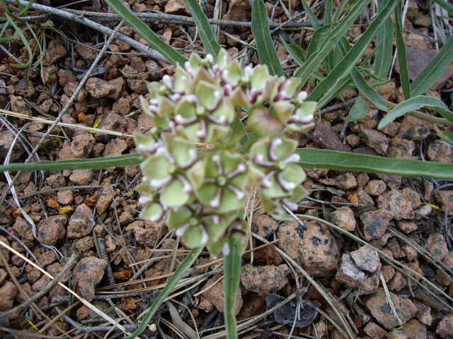 Camping June 2007 023.jpg