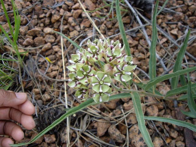 Camping June 2007 024.jpg