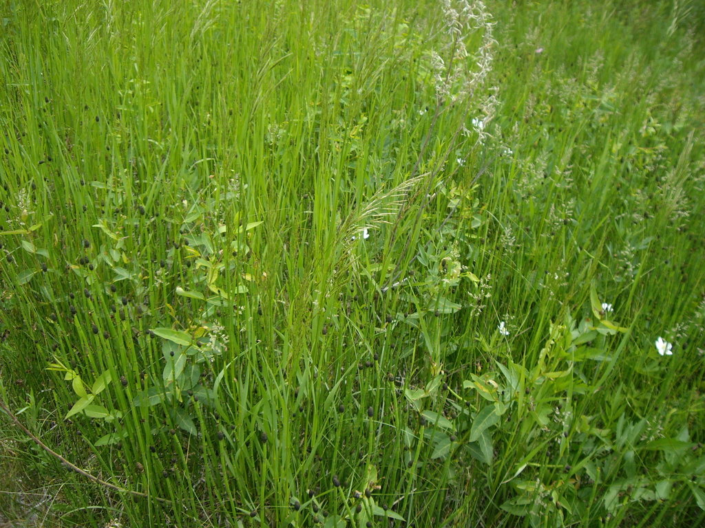 Camping June 2007 040.jpg