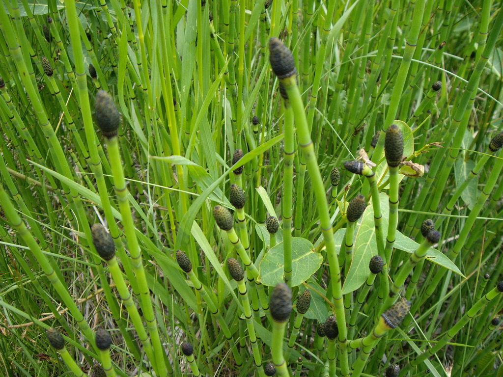 Camping June 2007 042.jpg