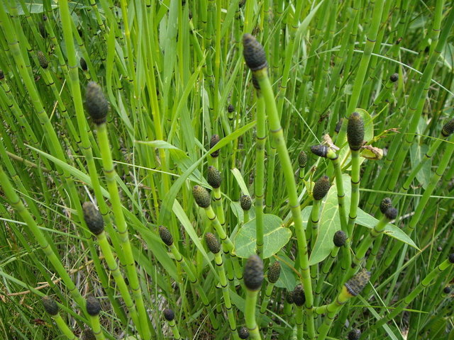 Camping June 2007 042.jpg