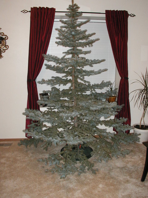 Christmas_Tree_2007 001
