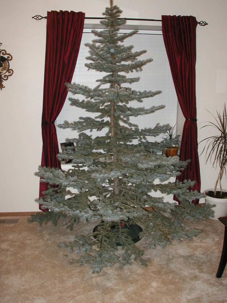 Christmas_Tree_2007 001