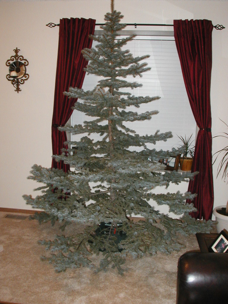 Christmas_Tree_2007 002