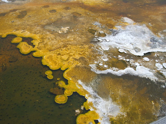 yellowstone2008 071.jpg