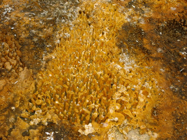 yellowstone2008 097.jpg