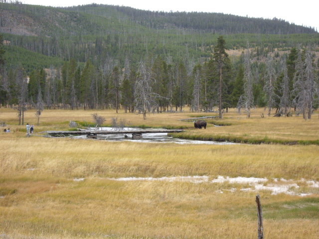 yellowstone2008 098.jpg