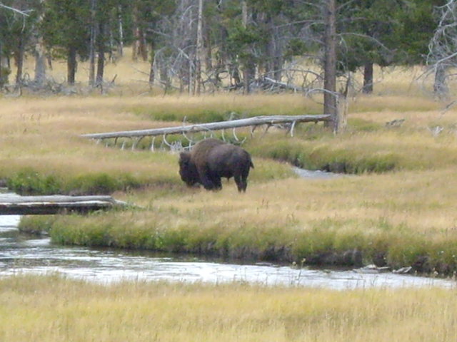 yellowstone2008 099.jpg