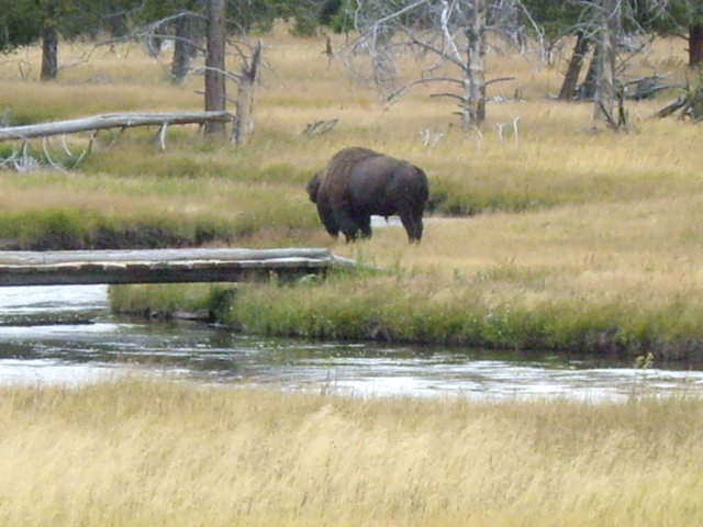 yellowstone2008 100.jpg