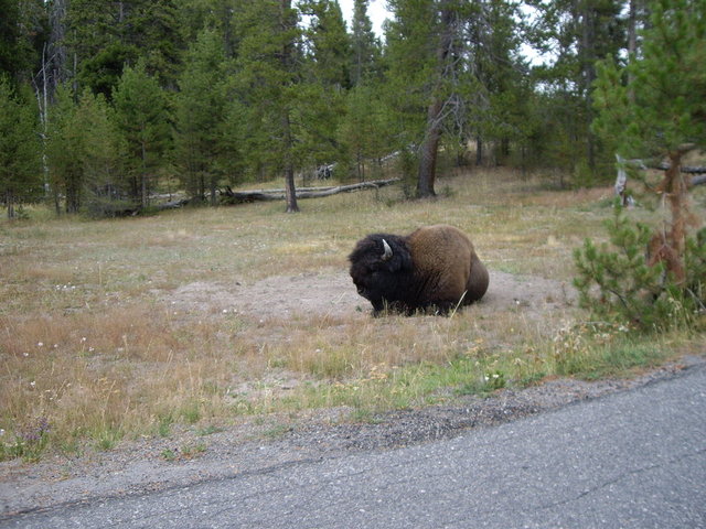 yellowstone2008 120.jpg