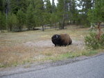 yellowstone2008 120.jpg