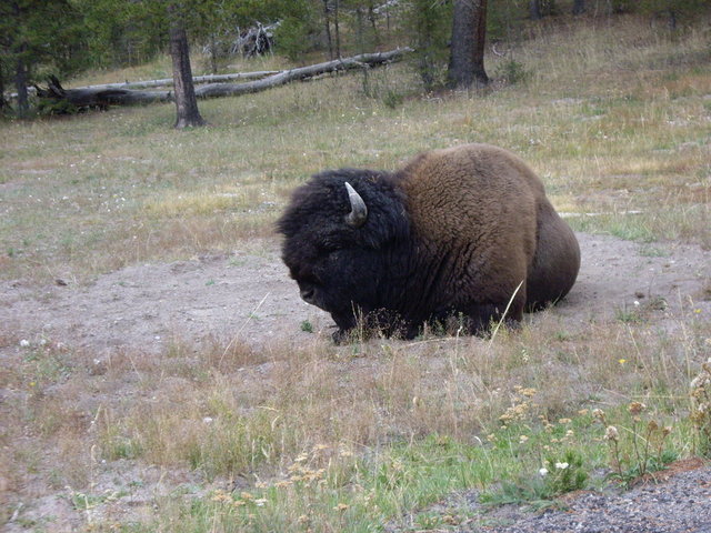 yellowstone2008 121.jpg
