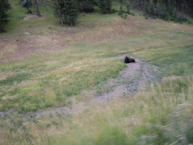 yellowstone2008 183.jpg