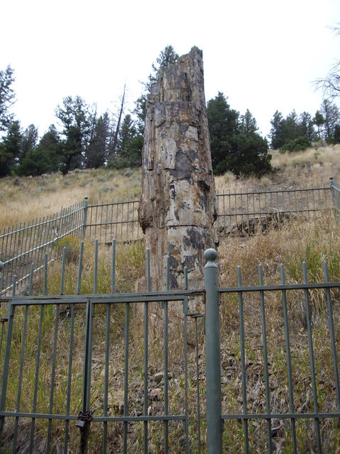 yellowstone2008 185.jpg
