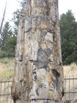 yellowstone2008 186.jpg
