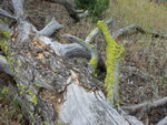 yellowstone2008 187.jpg