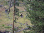 yellowstone2008 194.jpg