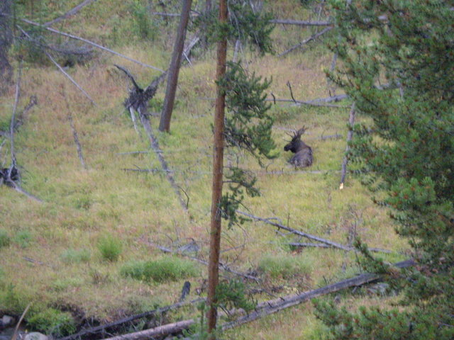 yellowstone2008 195.jpg