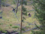 yellowstone2008 195.jpg