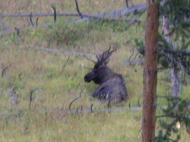 yellowstone2008 196.jpg