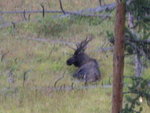 yellowstone2008 196.jpg