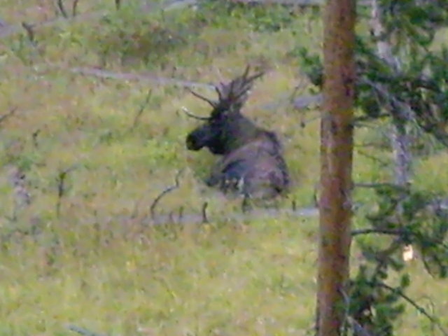 yellowstone2008 197.jpg