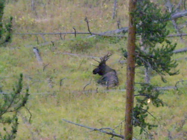 yellowstone2008 198.jpg