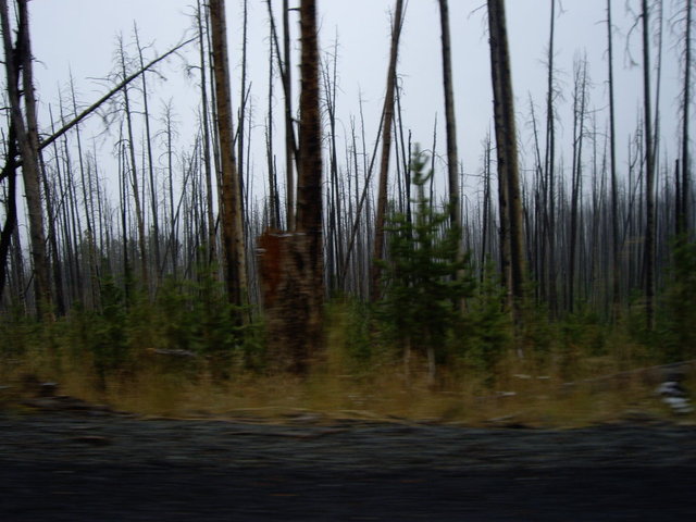 yellowstone2008 199.jpg