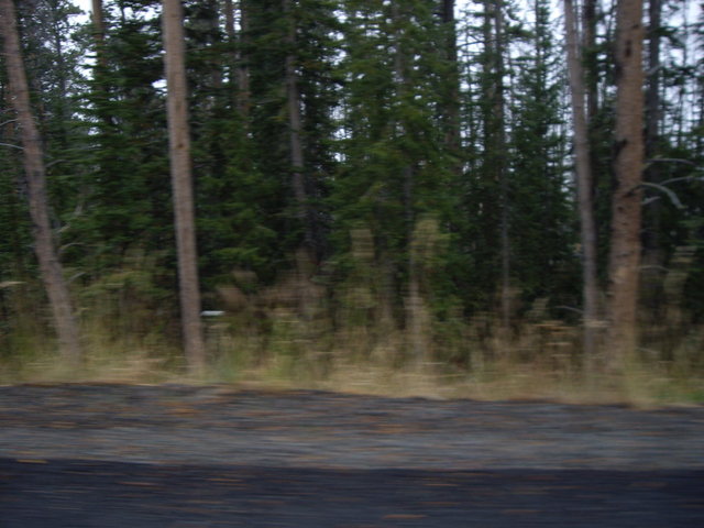 yellowstone2008 200.jpg