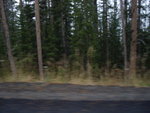 yellowstone2008 200.jpg