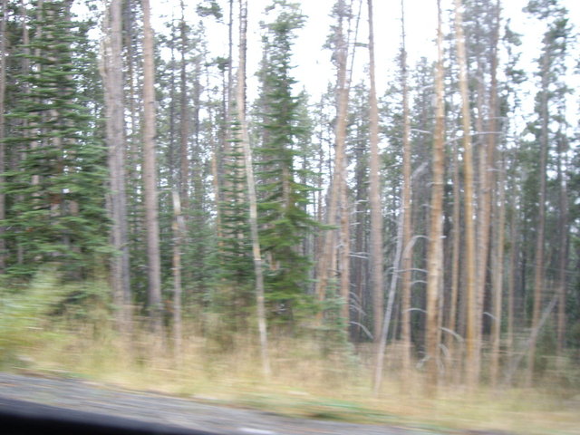 yellowstone2008 201.jpg