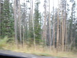 yellowstone2008 201.jpg