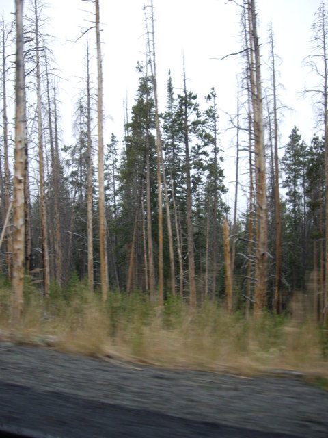 yellowstone2008 202.jpg