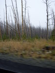 yellowstone2008 203.jpg