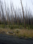 yellowstone2008 204.jpg