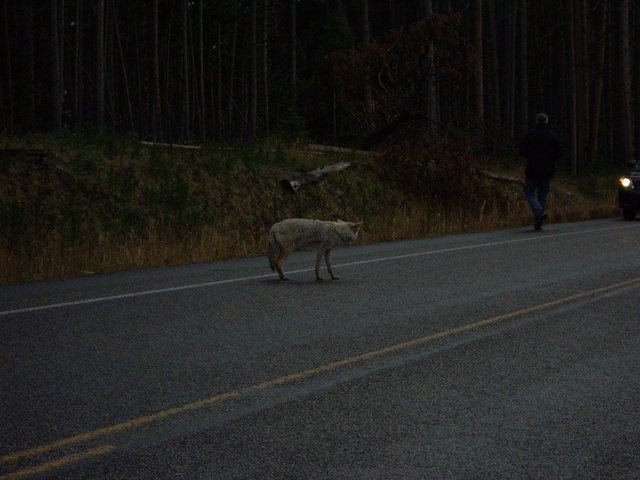 yellowstone2008 236.jpg