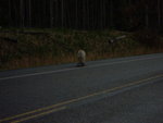 yellowstone2008 237.jpg