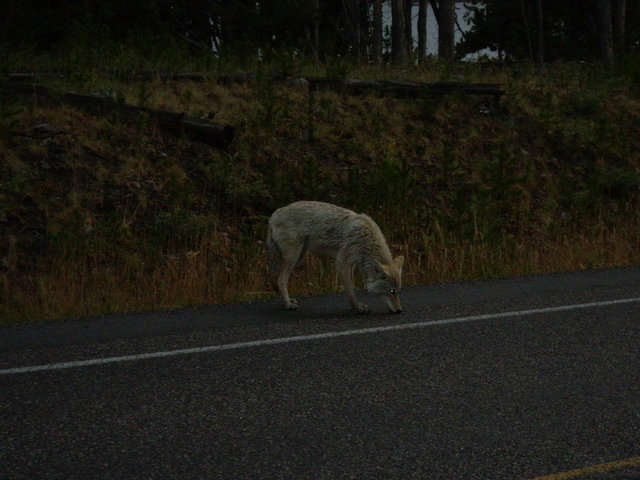 yellowstone2008 238.jpg