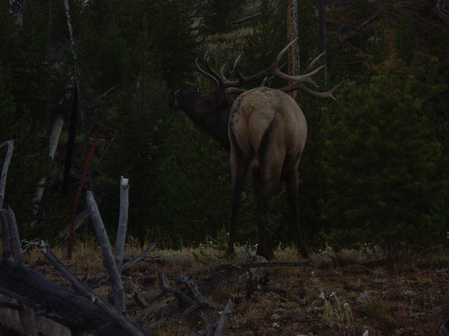yellowstone2008 239.jpg