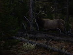 yellowstone2008 240.jpg