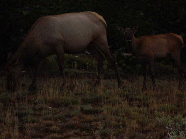 yellowstone2008 241.jpg