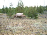 yellowstone2008 242.jpg