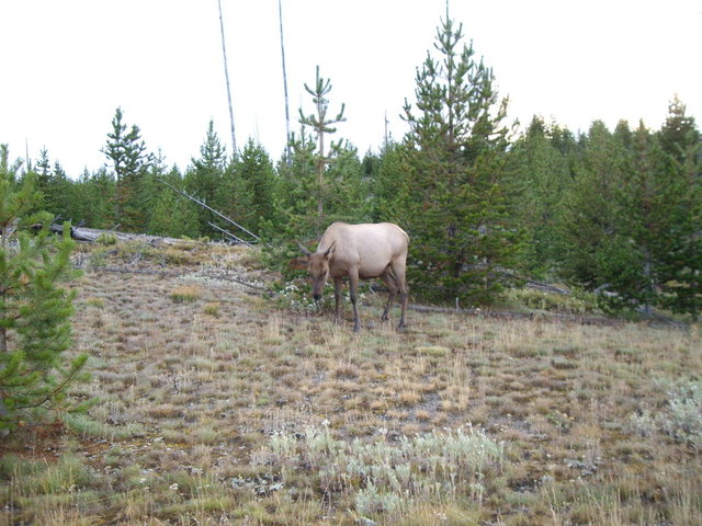 yellowstone2008 243.jpg
