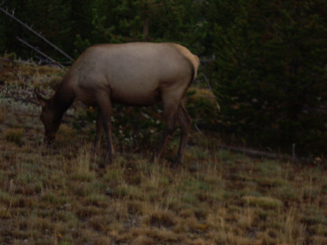yellowstone2008 244.jpg