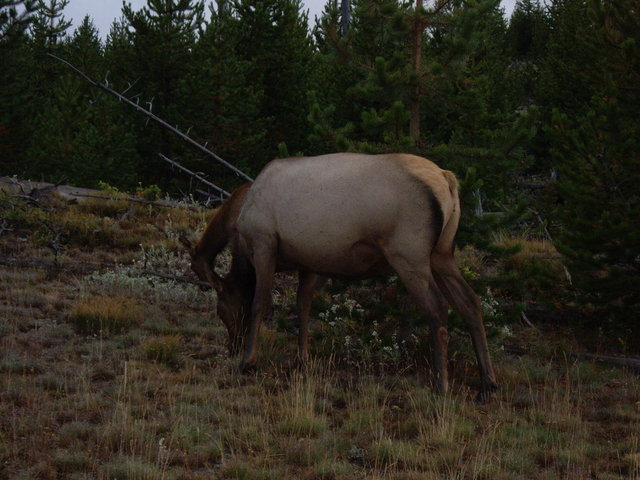 yellowstone2008 245.jpg