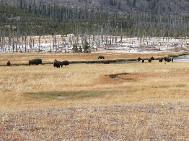 yellowstone2008 274.jpg