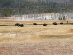 yellowstone2008 275.jpg