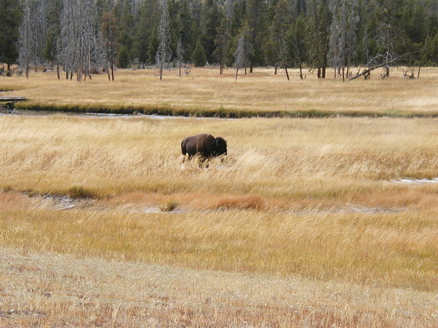 yellowstone2008 276.jpg