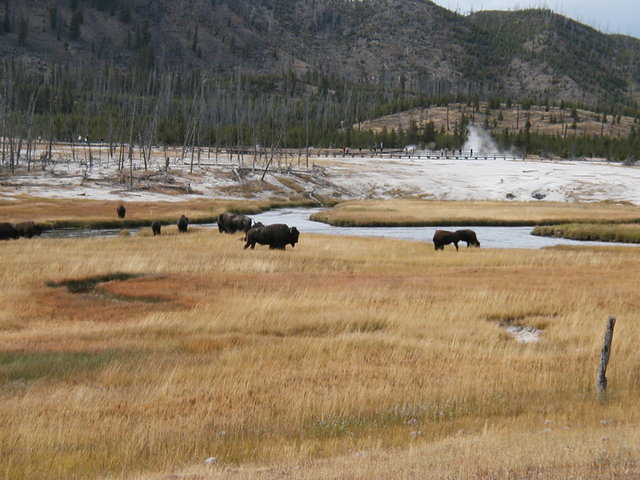 yellowstone2008 277.jpg